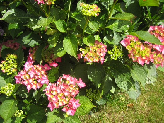 Hortensia  
  
2015-07-13 IMG_0038  
Granudden  
Färjestaden  
Öland