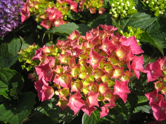 Hortensia