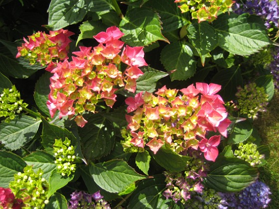 Hortensia {  } 