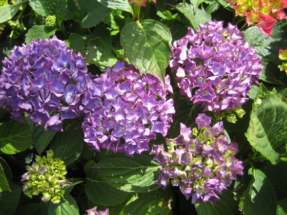 Hortensia 
