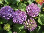 Hortensia  
  
2015-07-13 IMG_0041