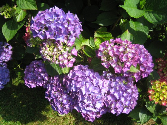 Hortensia 
