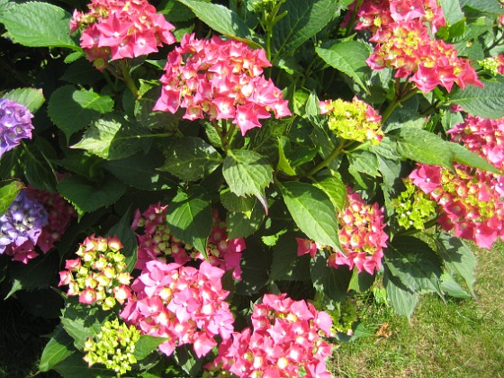 Hortensia 
