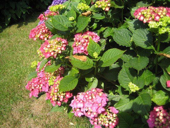 Hortensia  
  
2015-07-15 IMG_0005  
Granudden  
Färjestaden  
Öland