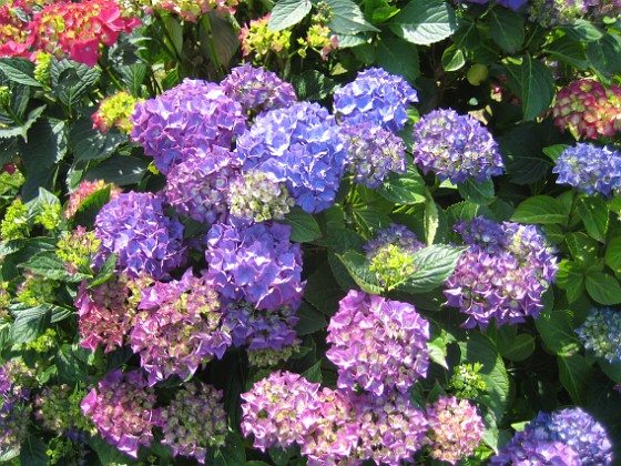 Hortensia  
  
2015-07-15 IMG_0007  
Granudden  
Färjestaden  
Öland