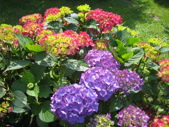 Hortensia 
