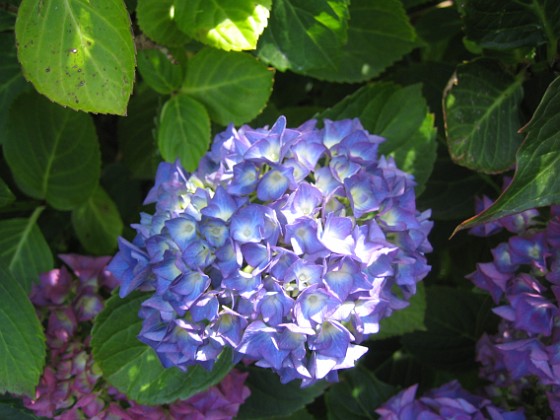 Hortensia {  } 