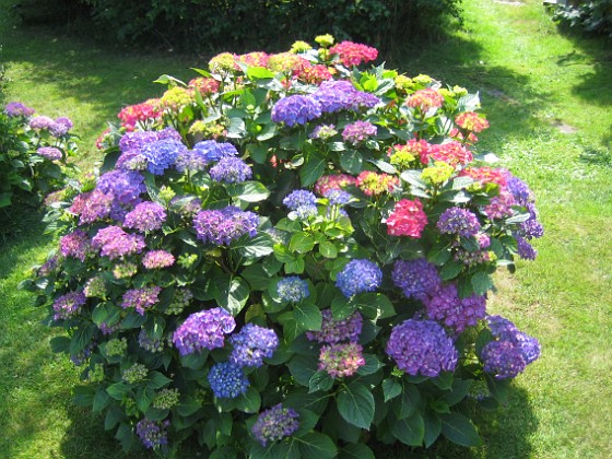 Hortensia  
  
2015-07-15 IMG_0012  
Granudden  
Färjestaden  
Öland