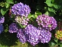 Hortensia  
  
2015-07-15 IMG_0003