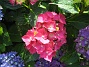 Hortensia