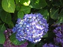 Hortensia  
  
2015-07-15 IMG_0011