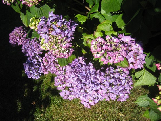 Hortensia  
  
2015-07-17 Hortensia_0063  
Granudden  
Färjestaden  
Öland