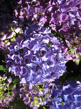 Hortensia