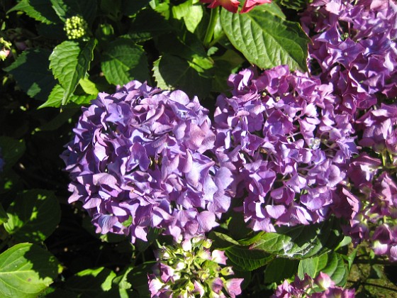 Hortensia  
  
2015-07-17 Hortensia_0069  
Granudden  
Färjestaden  
Öland