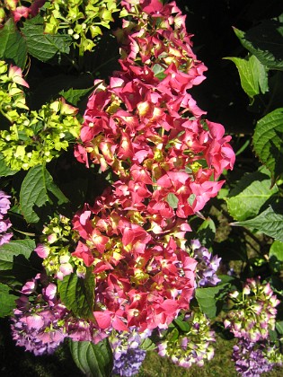 Hortensia