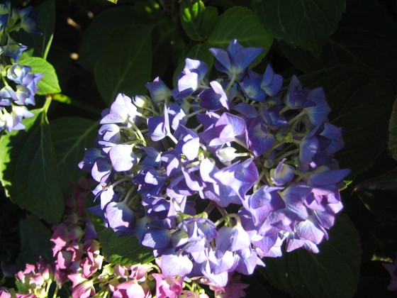 Hortensia {  } 