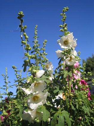 Stockros  
  
2015-07-17 Stockros_0004  
Granudden  
Färjestaden  
Öland