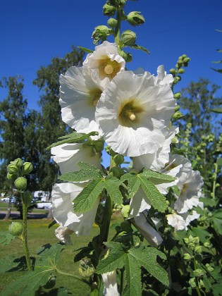 Stockros  
  
2015-07-17 Stockros_0019  
Granudden  
Färjestaden  
Öland