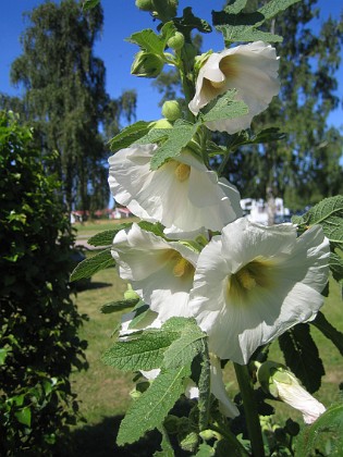 Stockros  
  
2015-07-17 Stockros_0020  
Granudden  
Färjestaden  
Öland