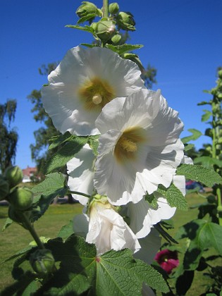 Stockros  
  
2015-07-17 Stockros_0021  
Granudden  
Färjestaden  
Öland