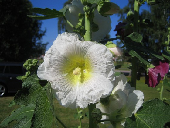 Stockros  
  
2015-07-17 Stockros_0030  
Granudden  
Färjestaden  
Öland