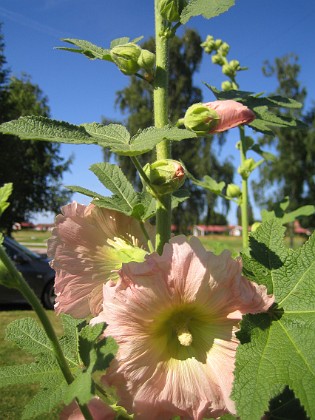 Stockros  
  
2015-07-17 Stockros_0034  
Granudden  
Färjestaden  
Öland