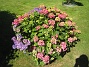 Hortensia  
  
2015-07-17 Hortensia_0062