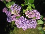 Hortensia  
  
2015-07-17 Hortensia_0063