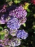  (2015-07-17 Hortensia_0066)