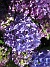 Hortensia  
  
2015-07-17 Hortensia_0067