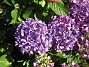  (2015-07-17 Hortensia_0069)