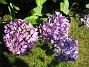 Hortensia  
  
2015-07-17 Hortensia_0073