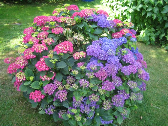 Hortensia  
  
2015-07-19 Hortensia_0036  
Granudden  
Färjestaden  
Öland