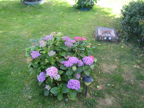 Hortensia  
  
2015-07-19 Hortensia_0039  
Granudden  
Färjestaden  
Öland