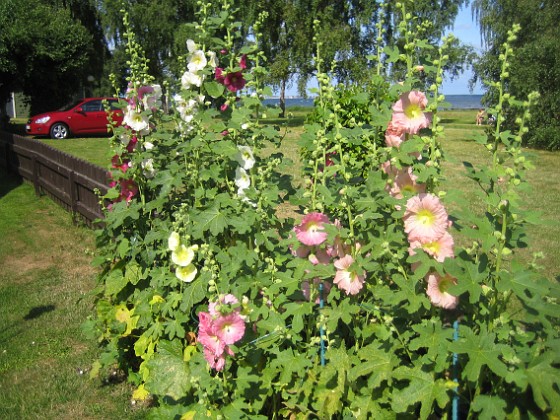 Stockros  
  
2015-07-19 Stockros_0008  
Granudden  
Färjestaden  
Öland