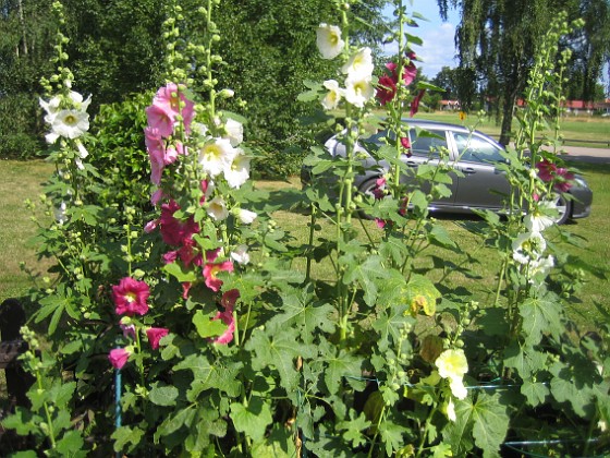 Stockros {  } 