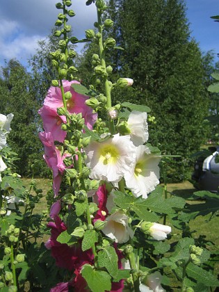 Stockros  
  
2015-07-19 Stockros_0010  
Granudden  
Färjestaden  
Öland