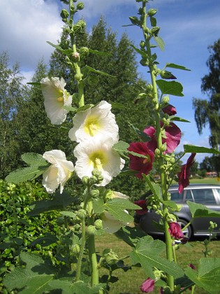 Stockros  
  
2015-07-19 Stockros_0011  
Granudden  
Färjestaden  
Öland