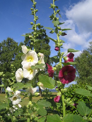 Stockros  
  
2015-07-19 Stockros_0012  
Granudden  
Färjestaden  
Öland