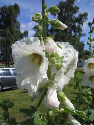 Stockros  
  
2015-07-19 Stockros_0015  
Granudden  
Färjestaden  
Öland