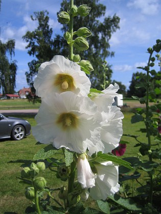 Stockros  
  
2015-07-19 Stockros_0016  
Granudden  
Färjestaden  
Öland