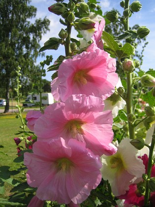 Stockros  
  
2015-07-19 Stockros_0017  
Granudden  
Färjestaden  
Öland