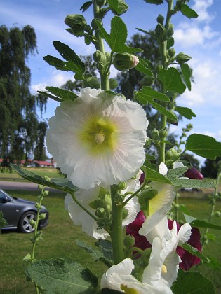 Stockros  
  
2015-07-19 Stockros_0020  
Granudden  
Färjestaden  
Öland