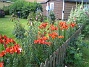  (2015-07-19 Liljor_0028)