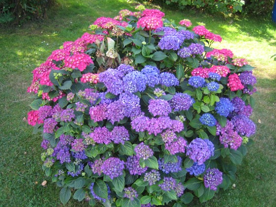 Hortensia  
  
2015-07-21 Hortensia_0022  
Granudden  
Färjestaden  
Öland