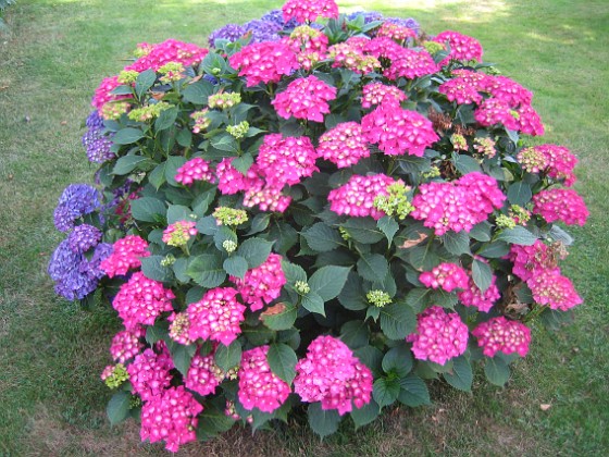Hortensia  
  
2015-07-21 Hortensia_0023  
Granudden  
Färjestaden  
Öland