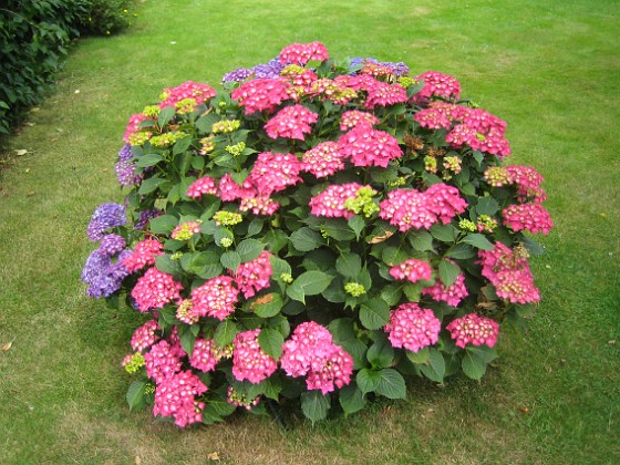 Hortensia  
  
2015-07-21 Hortensia_0048  
Granudden  
Färjestaden  
Öland