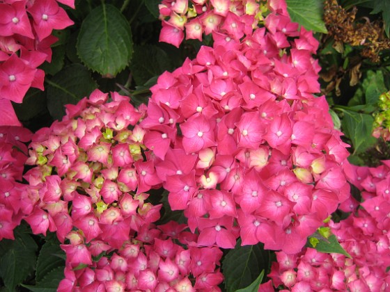 Hortensia  
  
2015-07-21 Hortensia_0049  
Granudden  
Färjestaden  
Öland