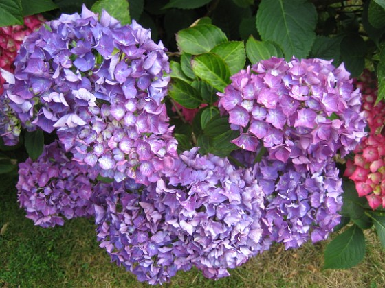 Hortensia 
