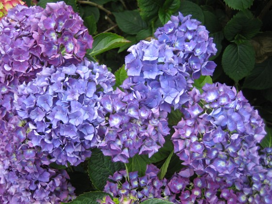 Hortensia